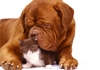 French Mastiff