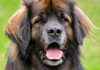 Leonberger image